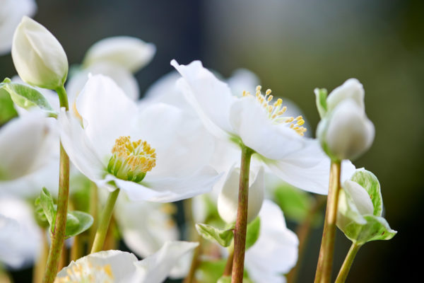 Afbeeldingsresultaat voor helleborus