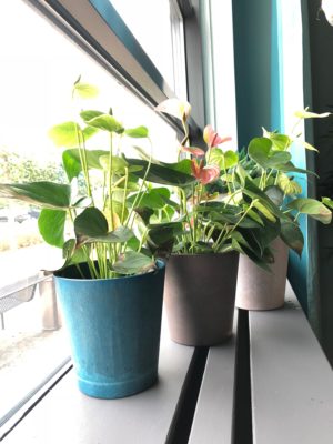 Josh saphire_03 Woonplant van de maand december Anthurium | Indoor planten | Huiskamerplant | Woonplant | winterharde plant | Artstone | Artstone planter | Tuinieren | planten | planttips | Easy gardening | tuinblog | plantinfo