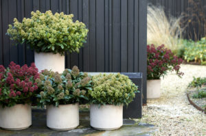 Tuinplant van de maand november Skimmia | Tuinplant | winterharde plant | Artstone | Artstone planter | Tuinieren | planten | planttips | Easy gardening | tuinblog | plantinfo