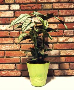 De ideale kamerplant | Calathea | Calathea verzorgen | planten blog | inspiratie plant | artstoneplanter | kamerplant | huiskamerplant | tropische plant | gemakkelijke plant