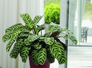 De ideale kamerplant | Calathea | Calathea verzorgen | planten blog | inspiratie plant | artstoneplanter | kamerplant | huiskamerplant | tropische plant | gemakkelijke plant