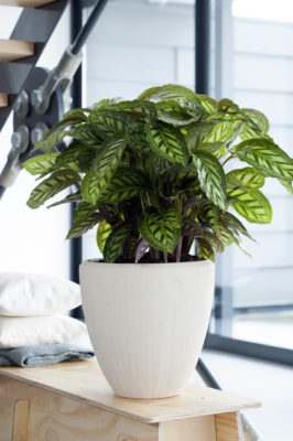 De ideale kamerplant | Calathea | Calathea verzorgen | planten blog | inspiratie plant | artstoneplanter | kamerplant | huiskamerplant | tropische plant | gemakkelijke plant