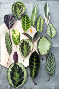 De ideale kamerplant | Calathea | Calathea verzorgen | planten blog | inspiratie plant | artstoneplanter | kamerplant | huiskamerplant | tropische plant | gemakkelijke plant