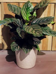 De ideale kamerplant | Calathea | Calathea verzorgen | planten blog | inspiratie plant | artstoneplanter | kamerplant | huiskamerplant | tropische plant | gemakkelijke plant