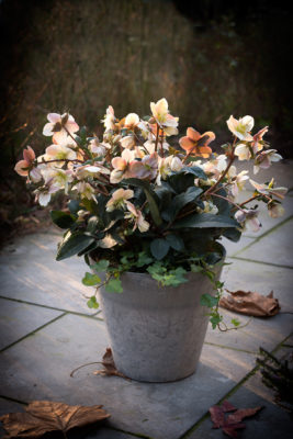 Hallo Helleborus | Plant blog | winterharde potplant | winterharde plant | tuininspiratie | kerstroos | artstoneplanter | bloempot | tuininspiratie