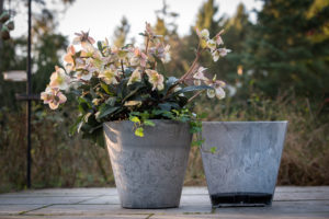 Hallo Helleborus | Plant blog | winterharde potplant | winterharde plant | tuininspiratie | kerstroos | artstoneplanter | bloempot | tuininspiratie