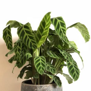 De ideale kamerplant | Calathea | Calathea verzorgen | planten blog | inspiratie plant | artstoneplanter | kamerplant | huiskamerplant | tropische plant | gemakkelijke plant