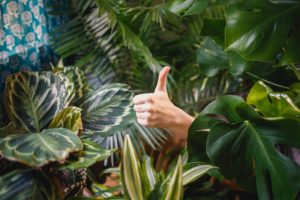 De ideale kamerplant | Calathea | Calathea verzorgen | planten blog | inspiratie plant | artstoneplanter | kamerplant | huiskamerplant | tropische plant | gemakkelijke plant