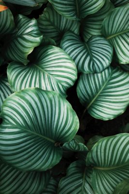 De ideale kamerplant | Calathea | Calathea verzorgen | planten blog | inspiratie plant | artstoneplanter | kamerplant | huiskamerplant | tropische plant | gemakkelijke plant