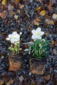 Hallo Helleborus | Plant blog | winterharde potplant | winterharde plant | tuininspiratie | kerstroos | artstoneplanter | bloempot | tuininspiratie