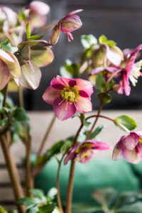 Hallo Helleborus | Plant blog | winterharde potplant | winterharde plant | tuininspiratie | kerstroos | artstoneplanter | bloempot | tuininspiratie