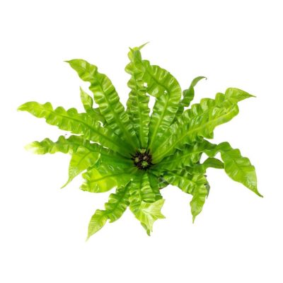Varen als kamerplant | artstone planter | woonplant | varens | gemakkelijke plant | kamerplanten | plant voor woonkamer | badkamerplant