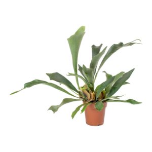 Varen als kamerplant | artstone planter | woonplant | varens | gemakkelijke plant | kamerplanten | plant voor woonkamer | badkamerplant