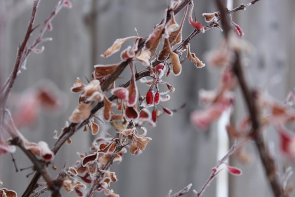 De tuin in januari | Artstone planter | tuinkalender januari | snoeien in januari | zaaien in januari | planten in januari | tuinwerk januari | Vogels in de tuin