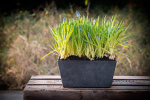 Waarom een bij-vriendelijke tuin zo belangrijk is