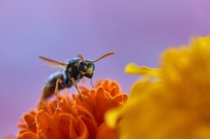 Waarom een bij-vriendelijke tuin zo belangrijk is